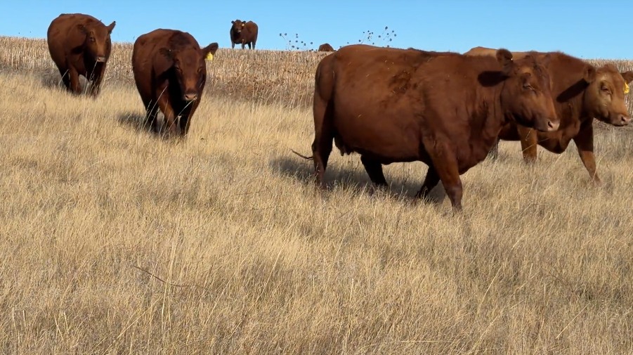 LADIES AND GENTS, HERE IS THE GROUP!- BC1114A5